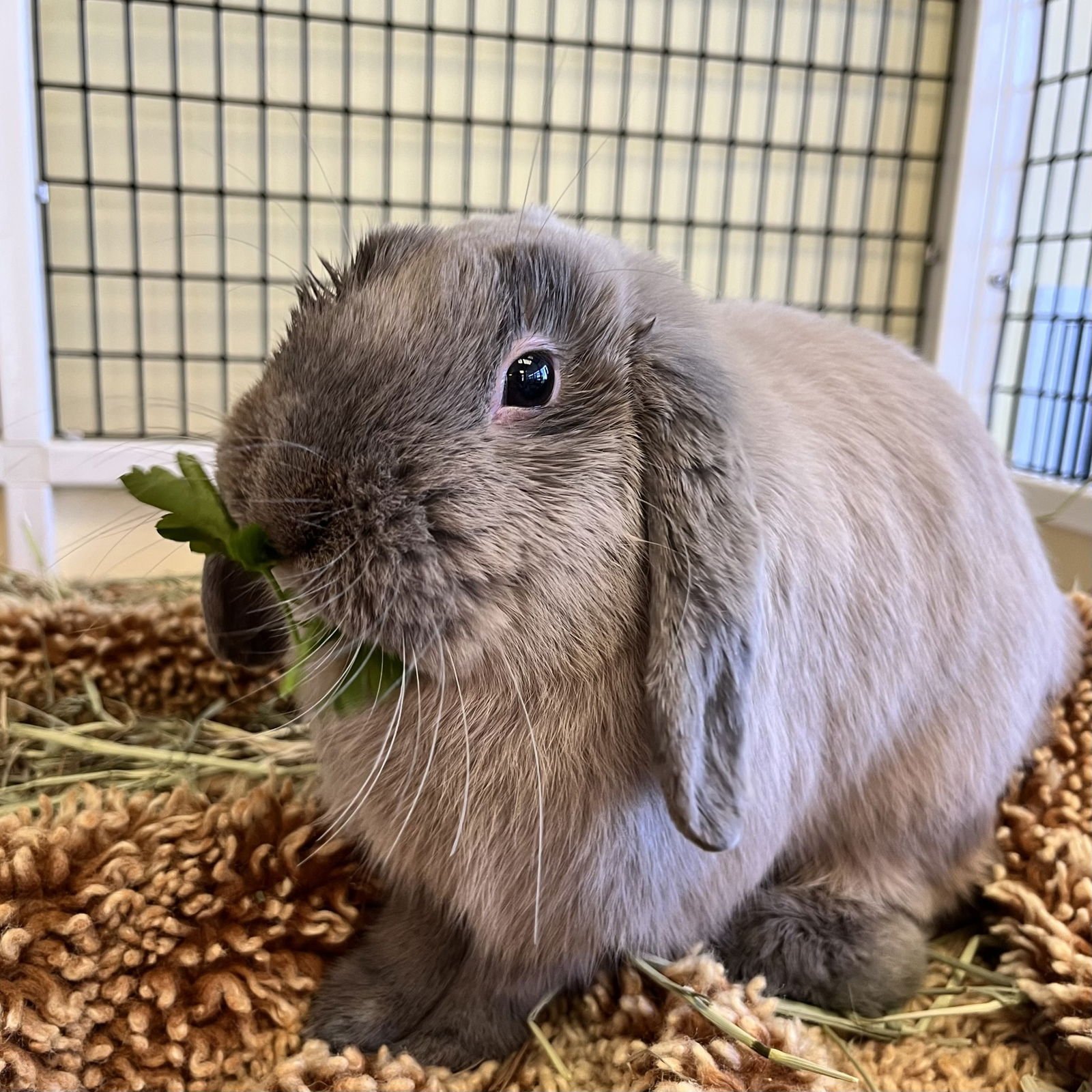 ROCKET - Mini Lop available for adoption