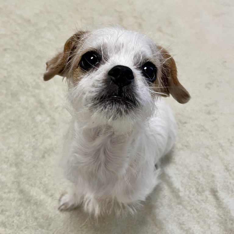 Dandy the Puppy! Image