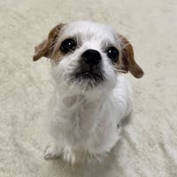 Dandy the Puppy! - Photo 1