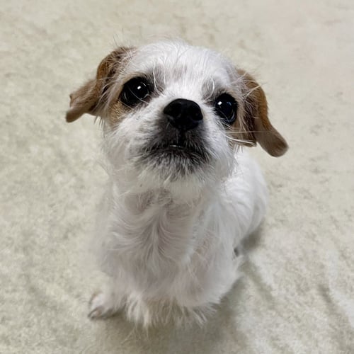 DANDY THE PUPPY! - Terrier / Chihuahua available for adoption