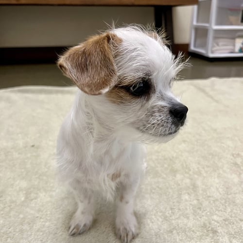 DANDY THE PUPPY! - Terrier / Chihuahua available for adoption