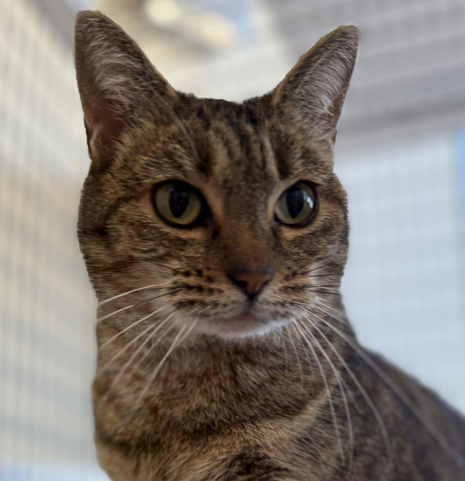 MS. DUMPLING - Domestic Short Hair / Tabby available for adoption