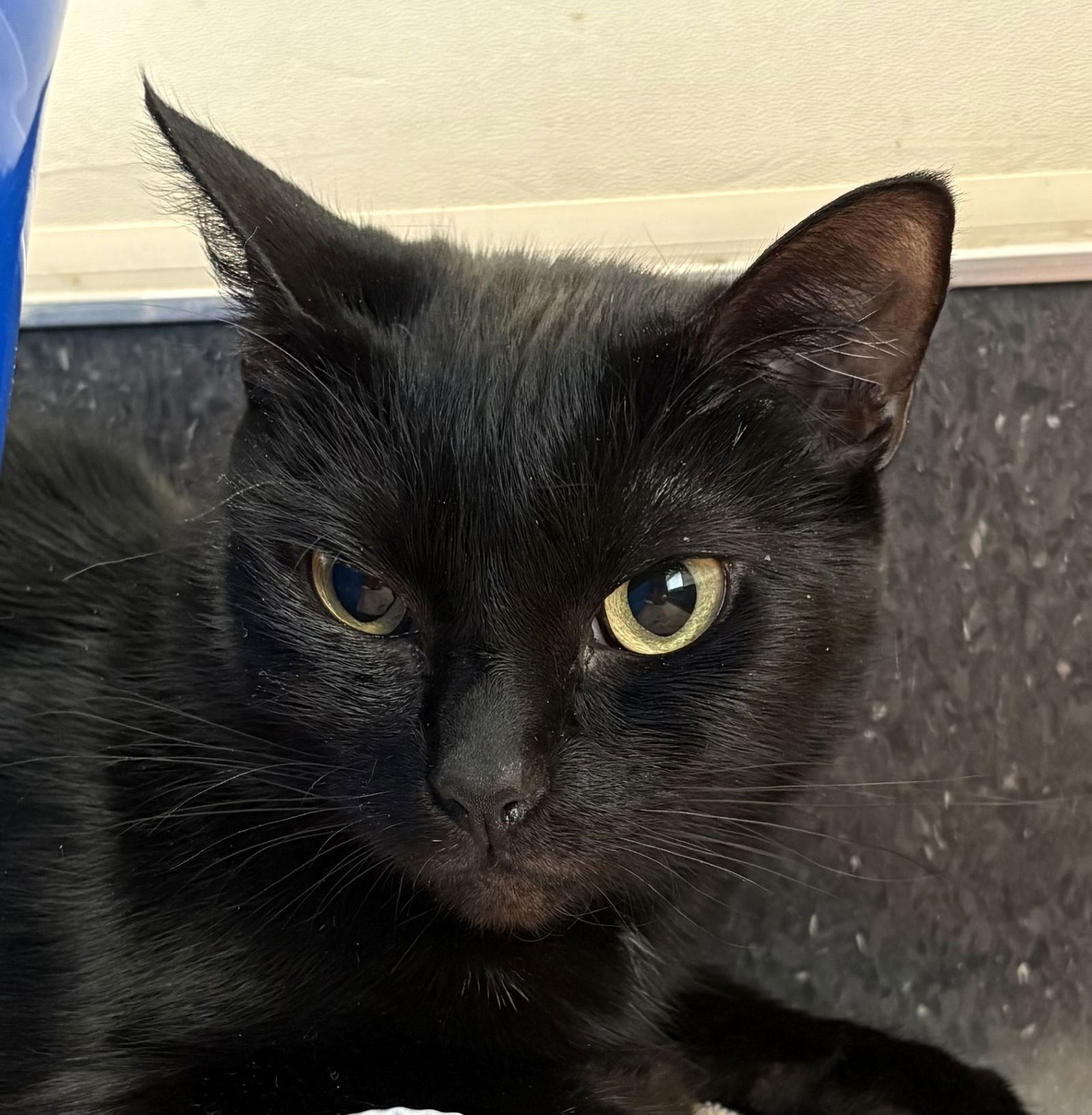 REM - Domestic Short Hair available for adoption