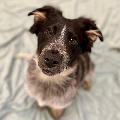 CJ THE PUPPY!