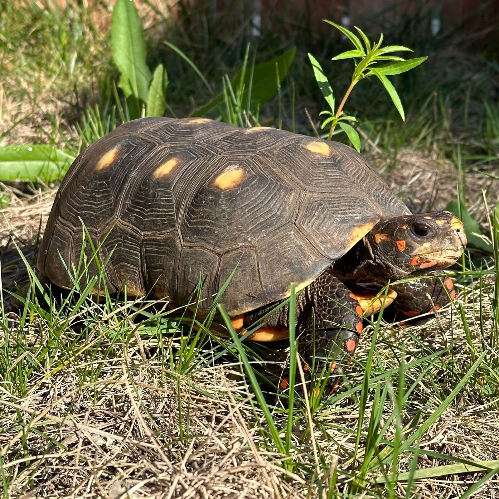 MAX - Red-footed Tortoise available for adoption