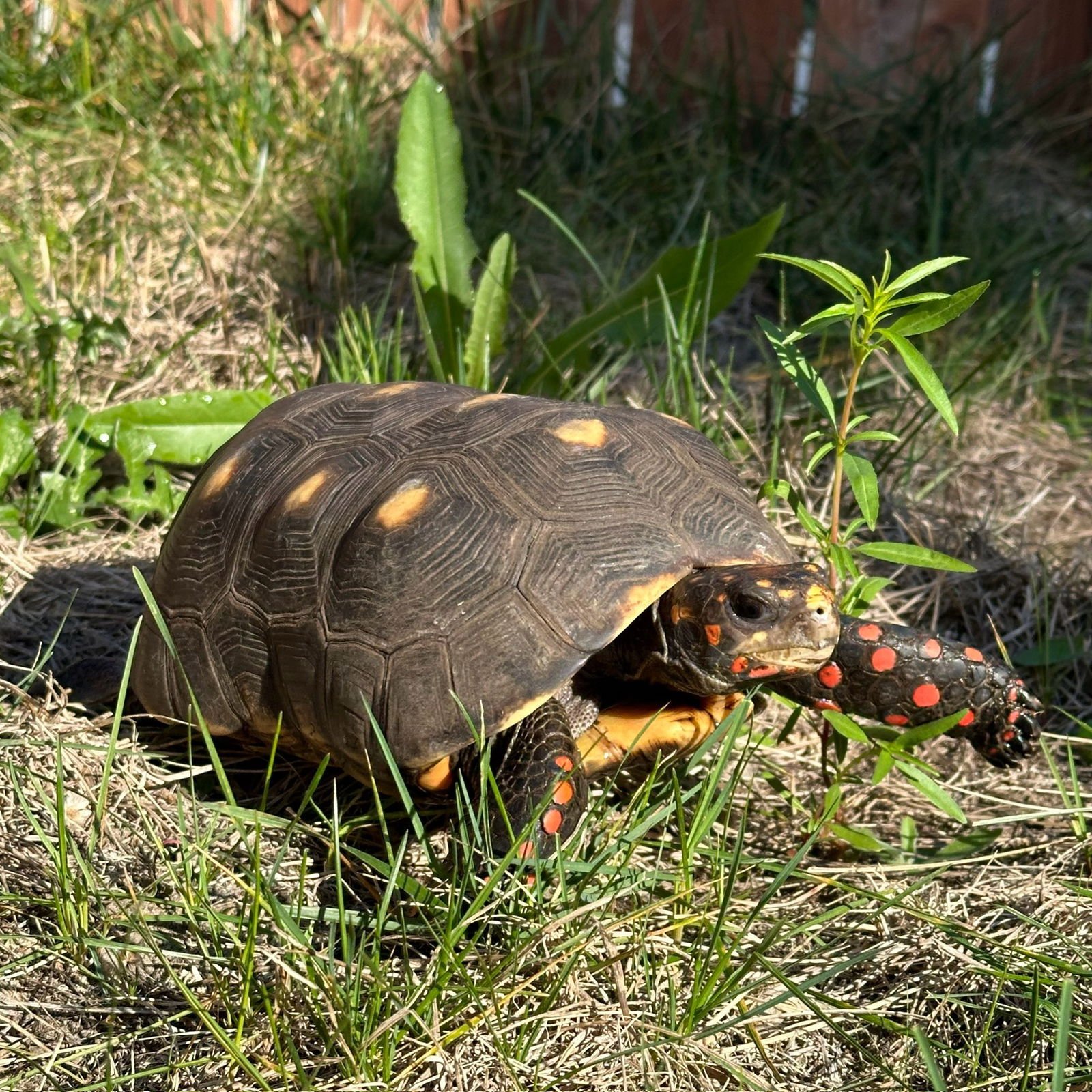 MAX - Red-footed Tortoise available for adoption