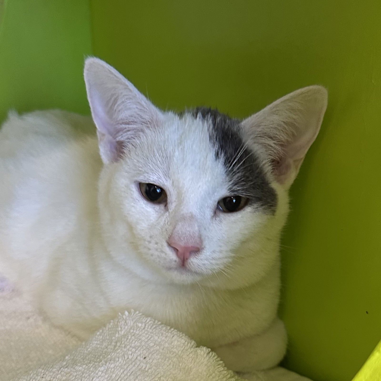 PIM - Domestic Short Hair available for adoption