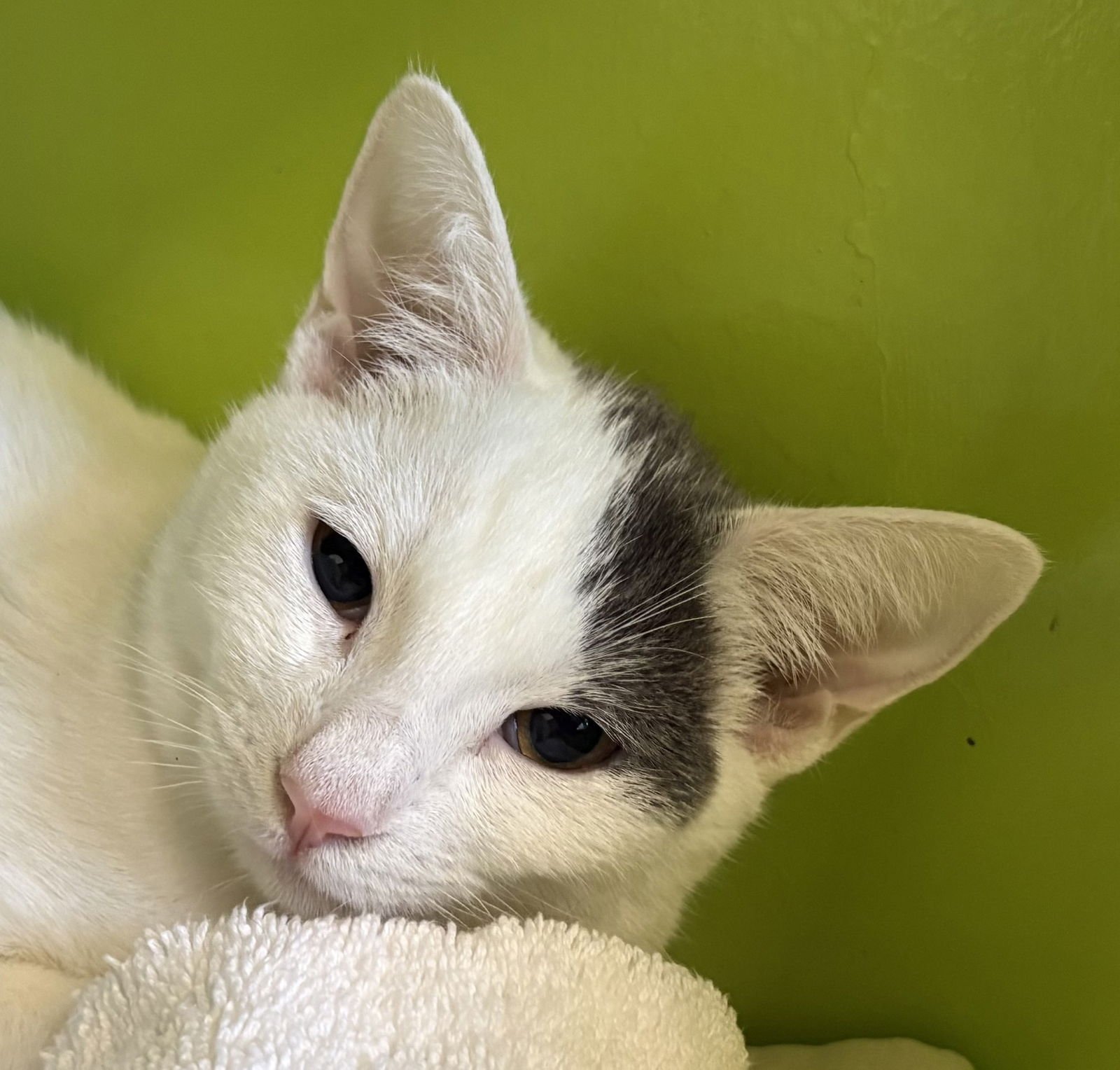 PIM - Domestic Short Hair available for adoption