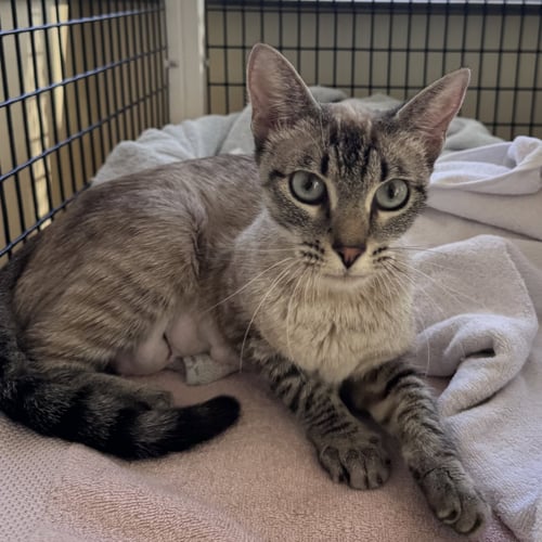 CLEOPATRA - Domestic Short Hair available for adoption