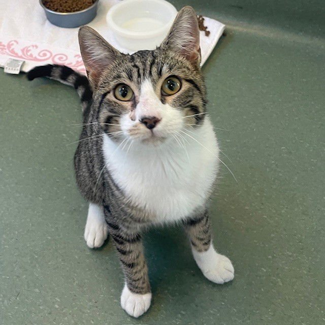 BOSCO - Domestic Short Hair available for adoption