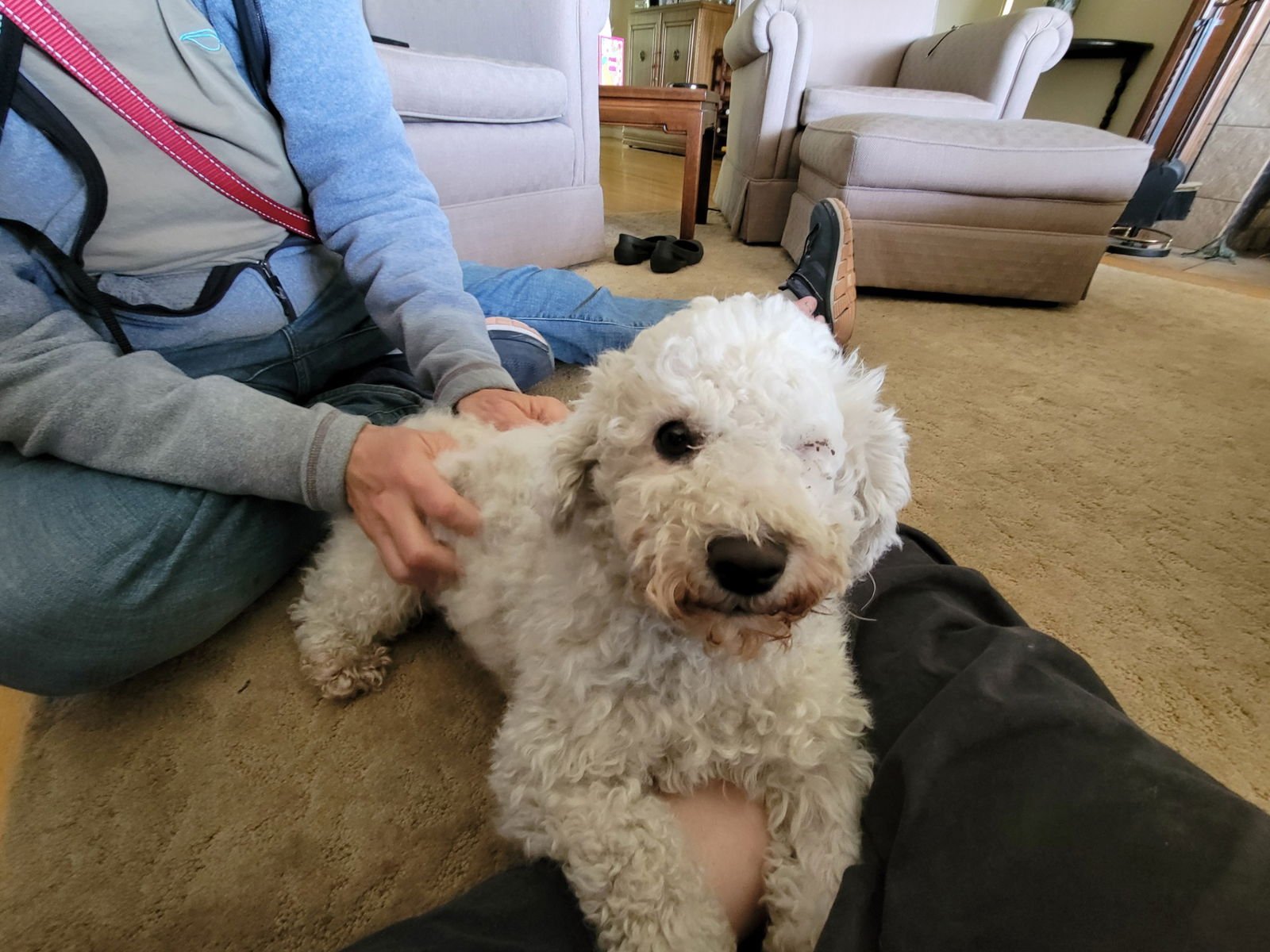 VALENTINE - Poodle (Miniature) available for adoption