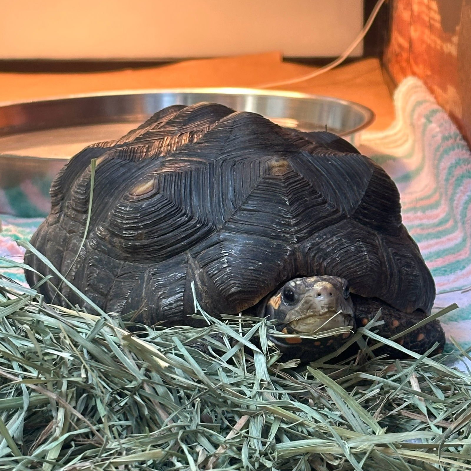 RUBY - Red-footed Tortoise available for adoption