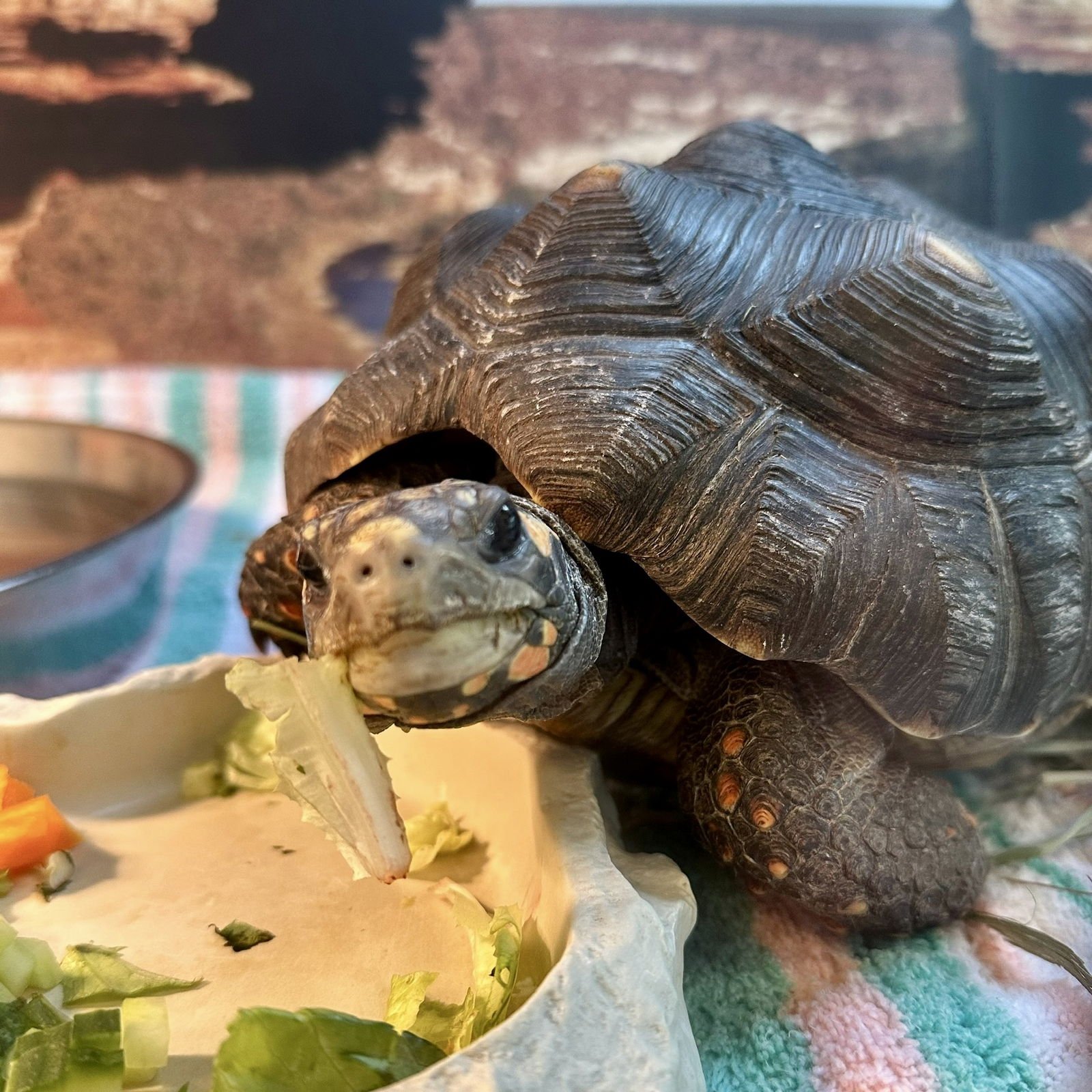 RUBY - Red-footed Tortoise available for adoption