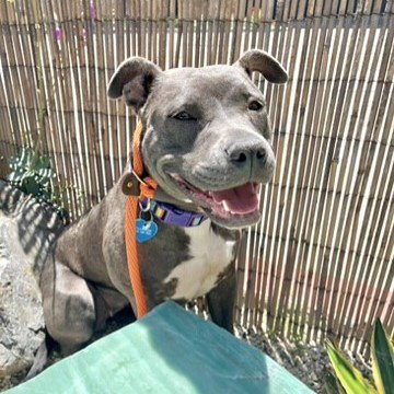 KIWI - Pit Bull Terrier available for adoption