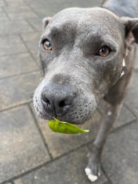 Kiwi - Photo 2