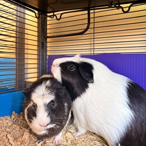 MANGO & TUNA (F) - Guinea Pig available for adoption