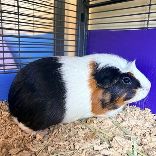 MANGO & TUNA (F) - Guinea Pig available for adoption