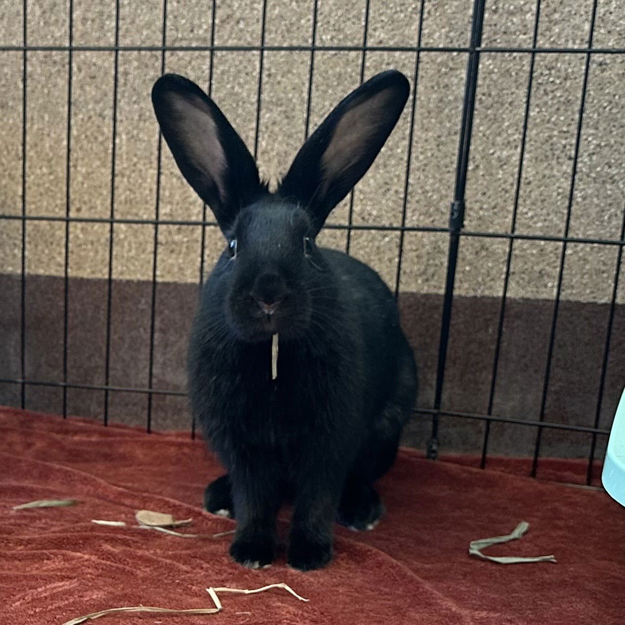 SISI - Shorthaired Rabbit available for adoption
