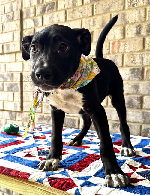 CURLY - Catahoula Leopard Dog / Bulldog available for adoption