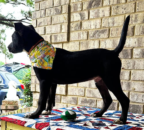 CURLY - Catahoula Leopard Dog / Bulldog available for adoption