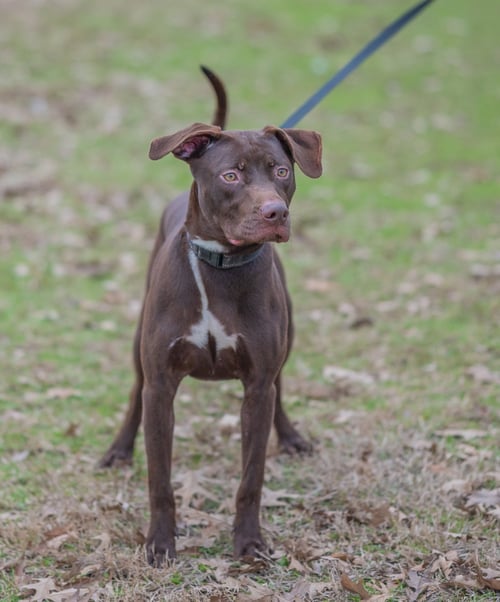 RUMPELSTILTSKIN - Labrador Retriever available for adoption