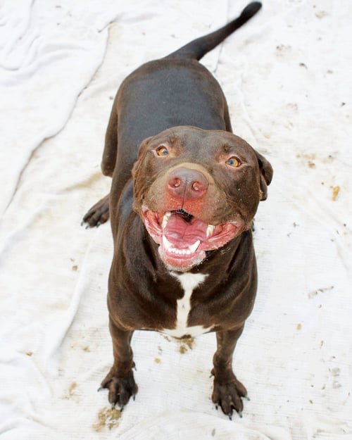 RUMPELSTILTSKIN - Labrador Retriever available for adoption