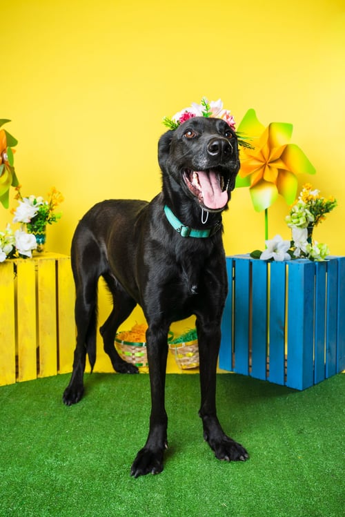 MAGIC MAN - Labrador Retriever / Shepherd available for adoption