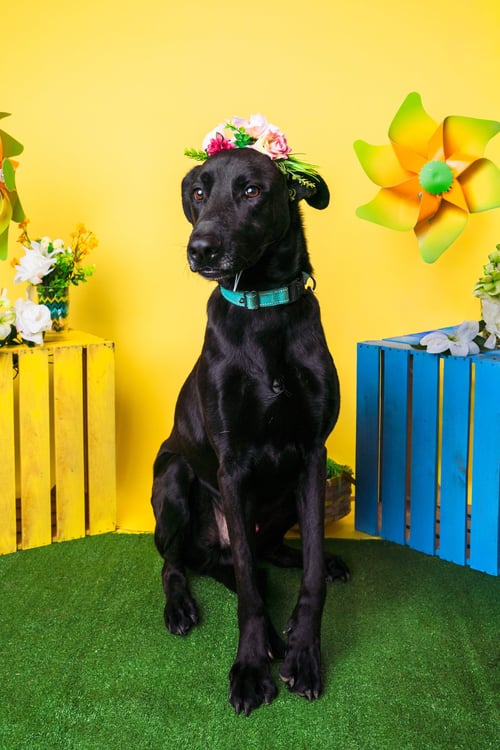 MAGIC MAN - Labrador Retriever / Shepherd available for adoption