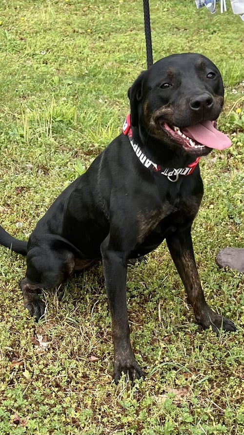 MIRANDA - Labrador Retriever available for adoption
