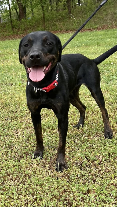 MIRANDA - Labrador Retriever available for adoption