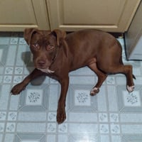 Cocoapup - Photo 15