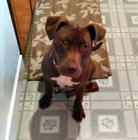 Cocoapup - Photo 14