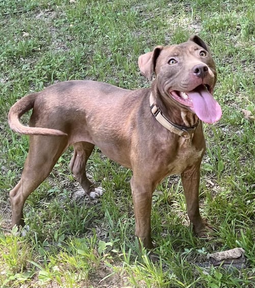 COCOAPUP - Chocolate Labrador Retriever / American Pit Bull Terrier available for adoption