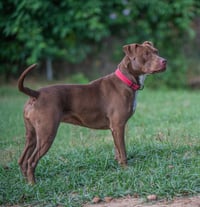 Cocoapup - Photo 6