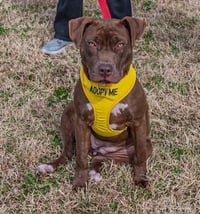 Cocoapup - Photo 11