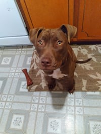 Cocoapup - Photo 16