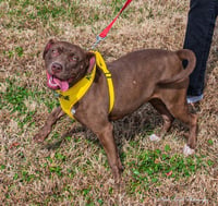 Cocoapup - Photo 18