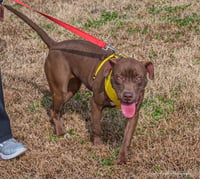 Cocoapup - Photo 17