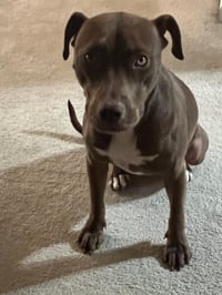 Cocoapup - Photo 13