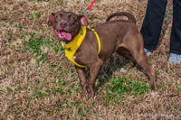 Cocoapup - Photo 12