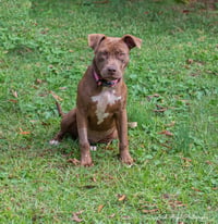 Cocoapup - Photo 8