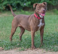 Cocoapup - Photo 10