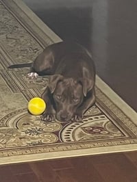 Cocoapup - Photo 7