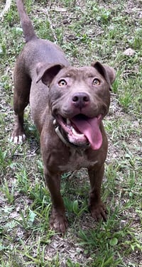 Cocoapup - Photo 5