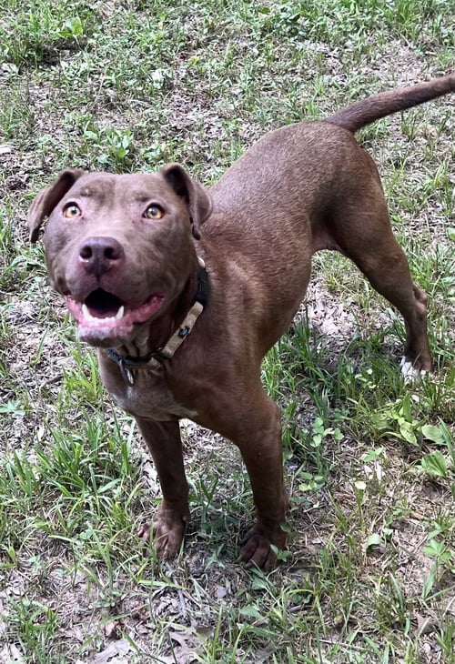 COCOAPUP - Chocolate Labrador Retriever / American Pit Bull Terrier available for adoption