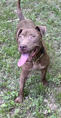 Cocoapup - Photo 4