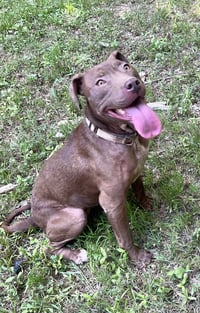 Cocoapup - Photo 3