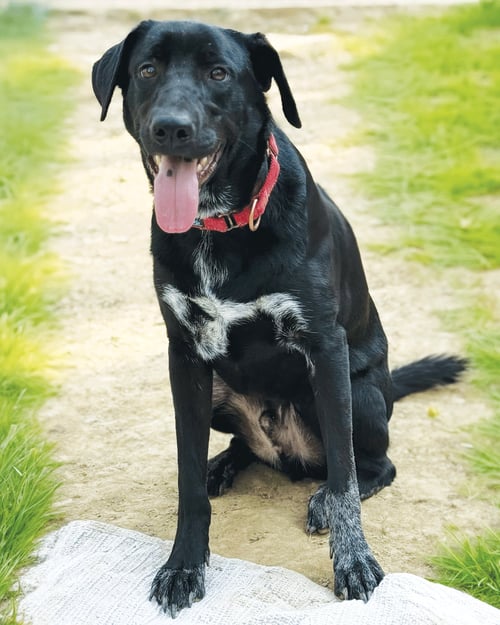 SMIDGE - Labrador Retriever / Australian Cattle Dog/Blue Heeler available for adoption