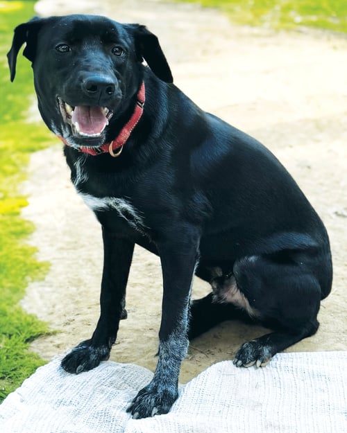SMIDGE - Labrador Retriever / Australian Cattle Dog/Blue Heeler available for adoption