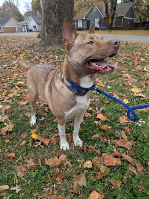 ACE - Husky / American Pit Bull Terrier available for adoption